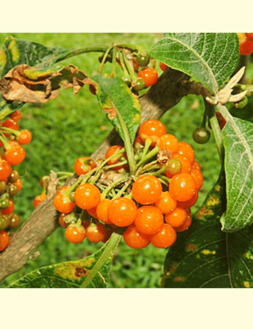 FRUTO DE SABIÁ – Clube da Muda